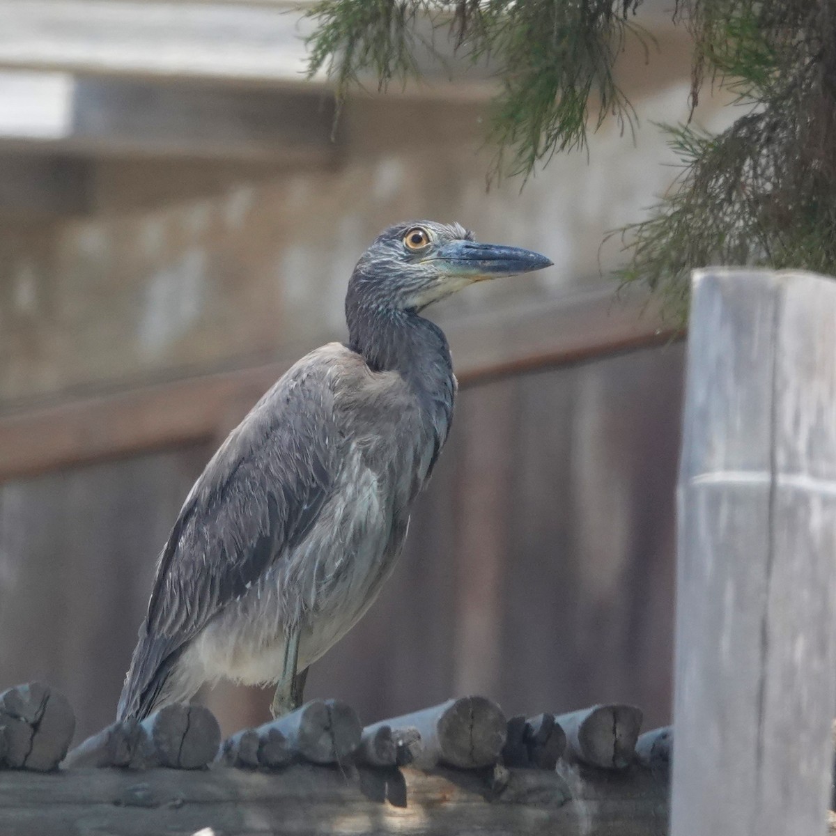 Martinete Coronado - ML646762253