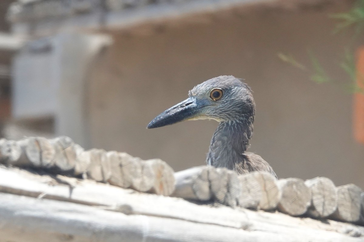 Martinete Coronado - ML646762254