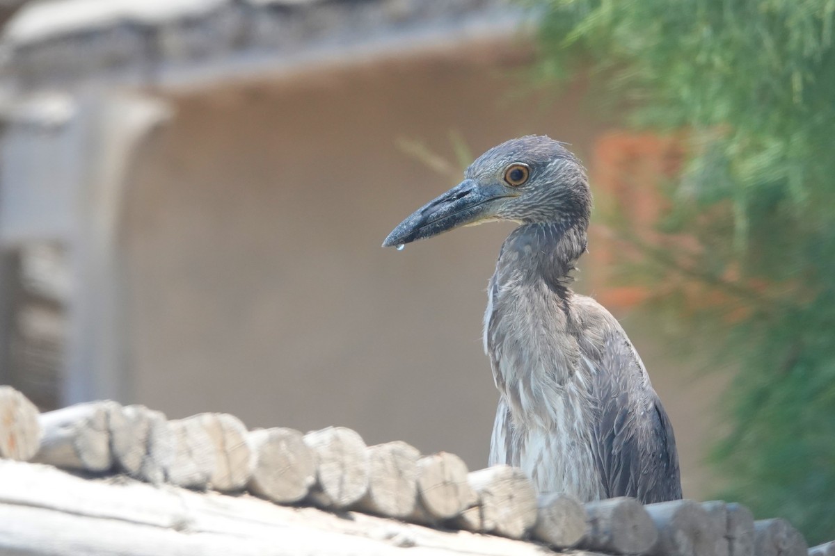 Martinete Coronado - ML646762255