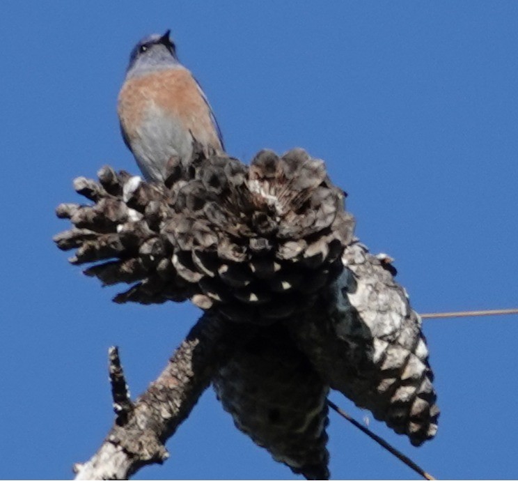 Western Bluebird - ML646762258