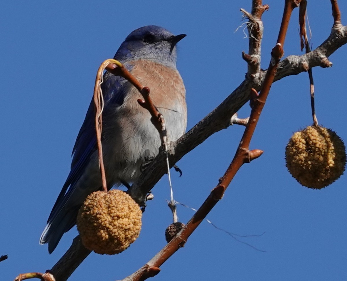 Western Bluebird - ML646762259