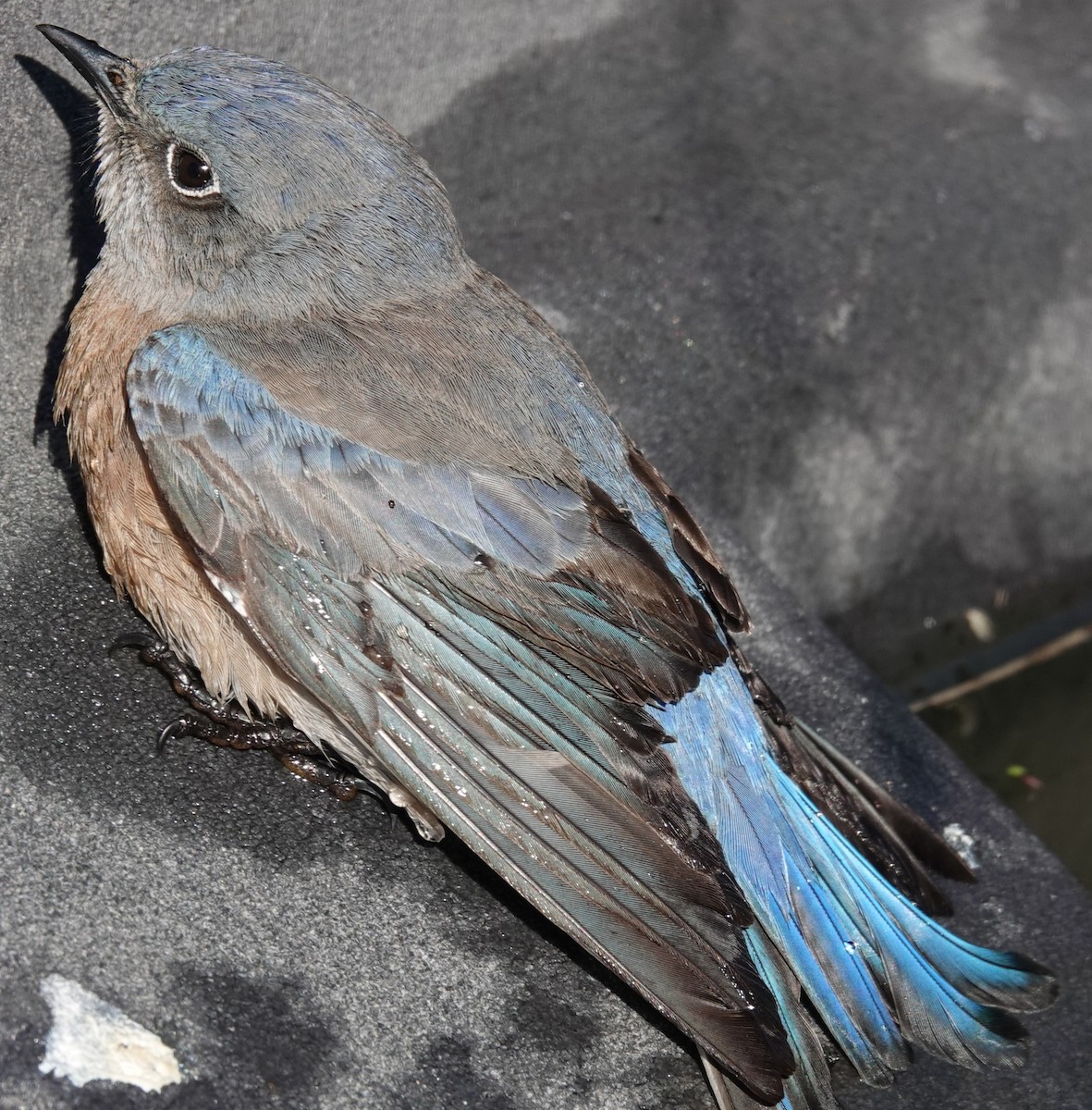 Western Bluebird - ML646762260