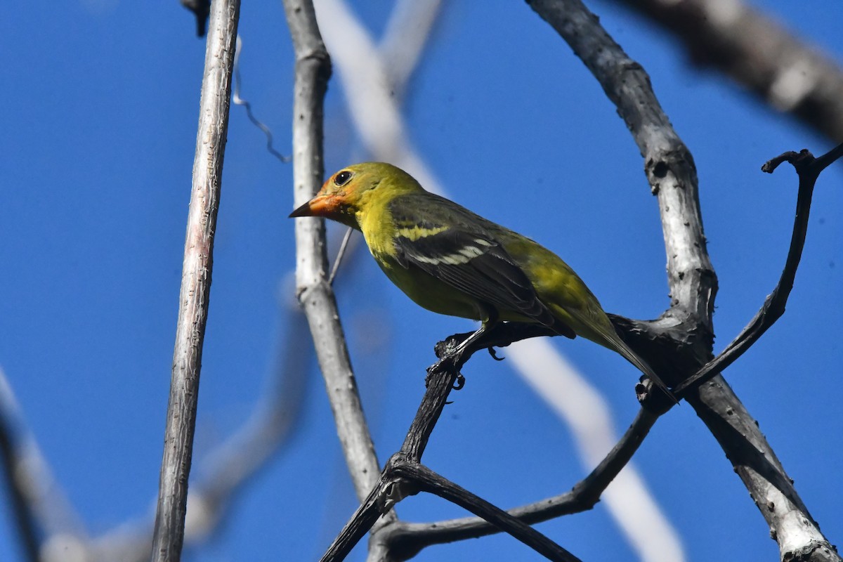 vestpiranga - ML646762261