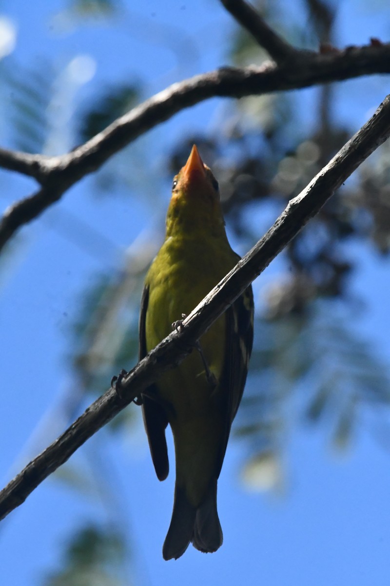 vestpiranga - ML646762262