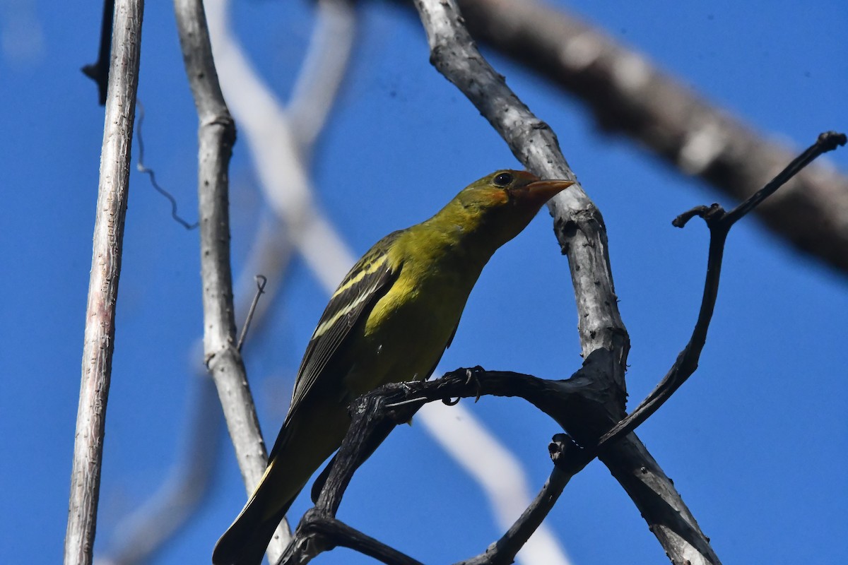 vestpiranga - ML646762263