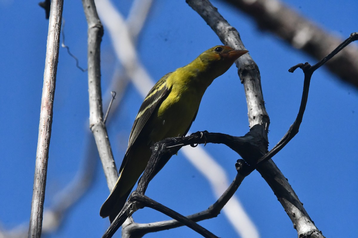 vestpiranga - ML646762264