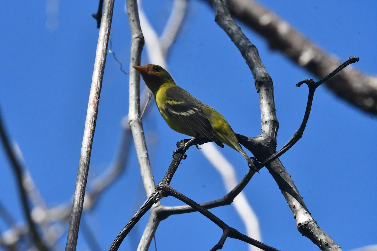 vestpiranga - ML646762266