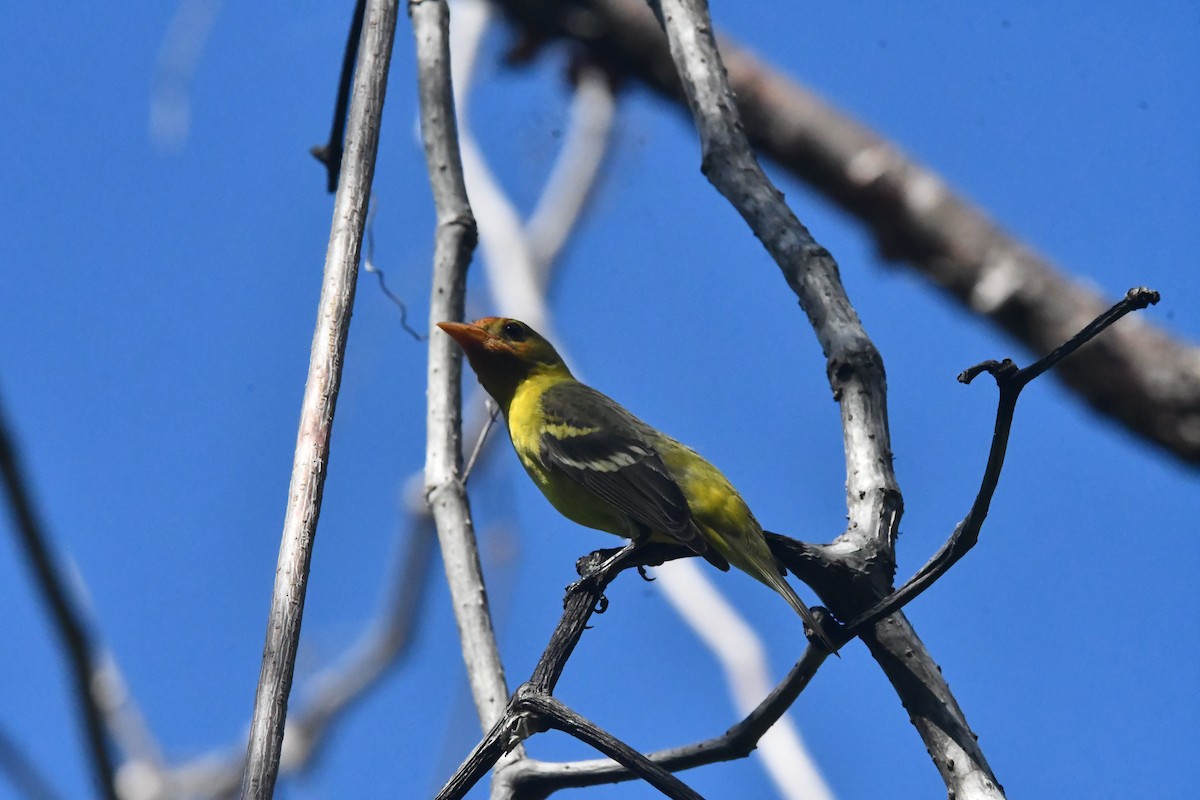 vestpiranga - ML646762267