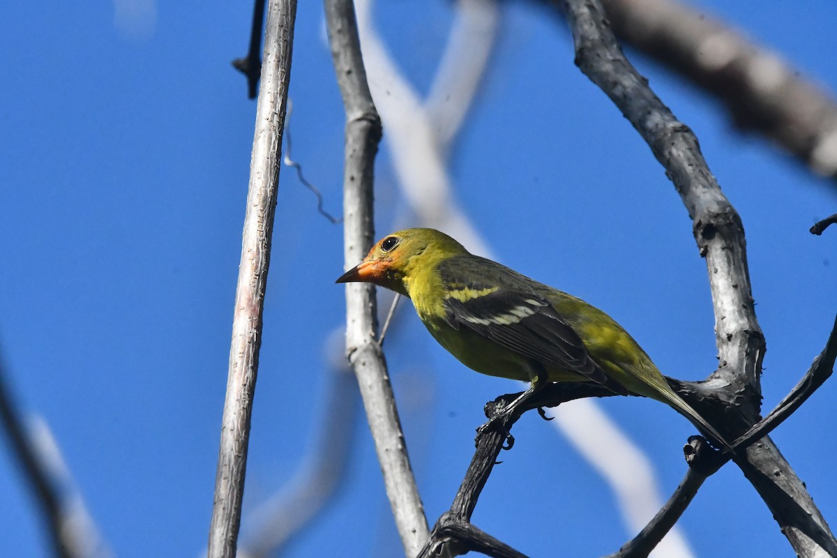 vestpiranga - ML646762268