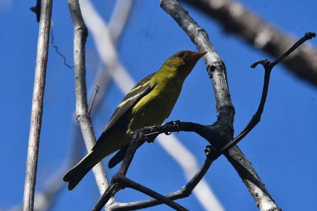 vestpiranga - ML646762269