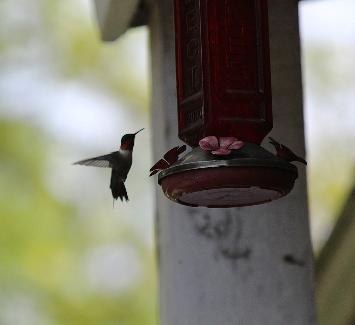 Рубиновогорлый колибри - ML646762271