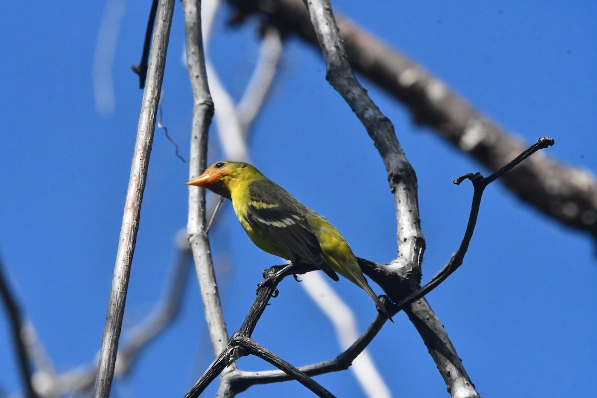 vestpiranga - ML646762272