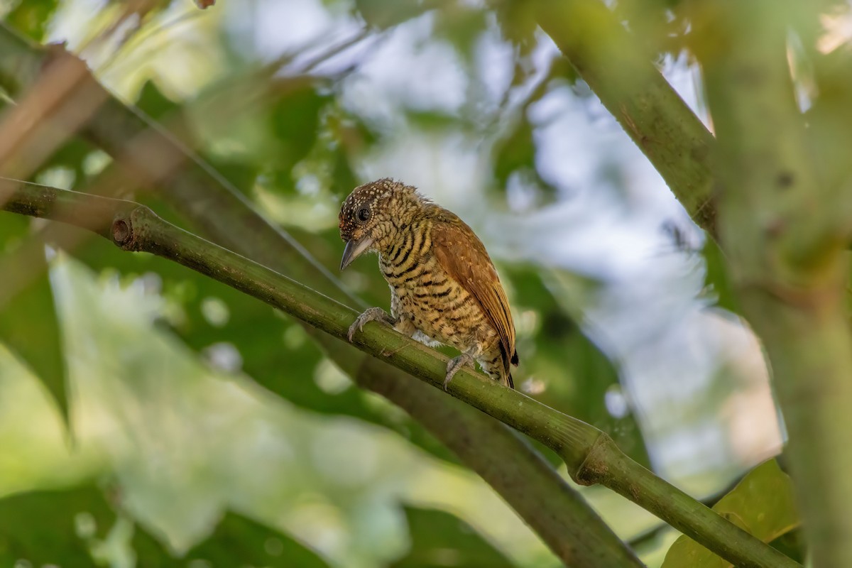 Добаш смугастогрудий - ML646762273