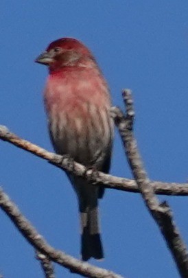 House Finch - ML646762274