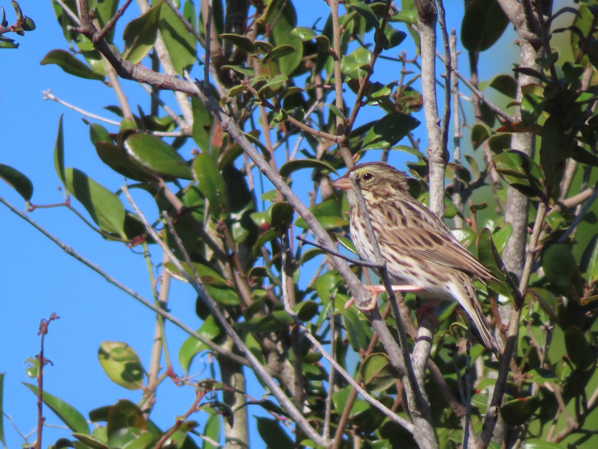 Savannah Serçesi - ML646762275