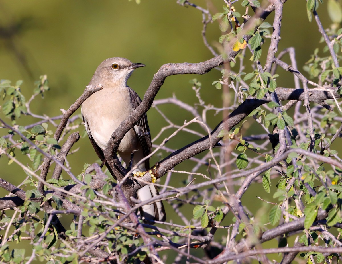 Sinsonte Norteño - ML646762276