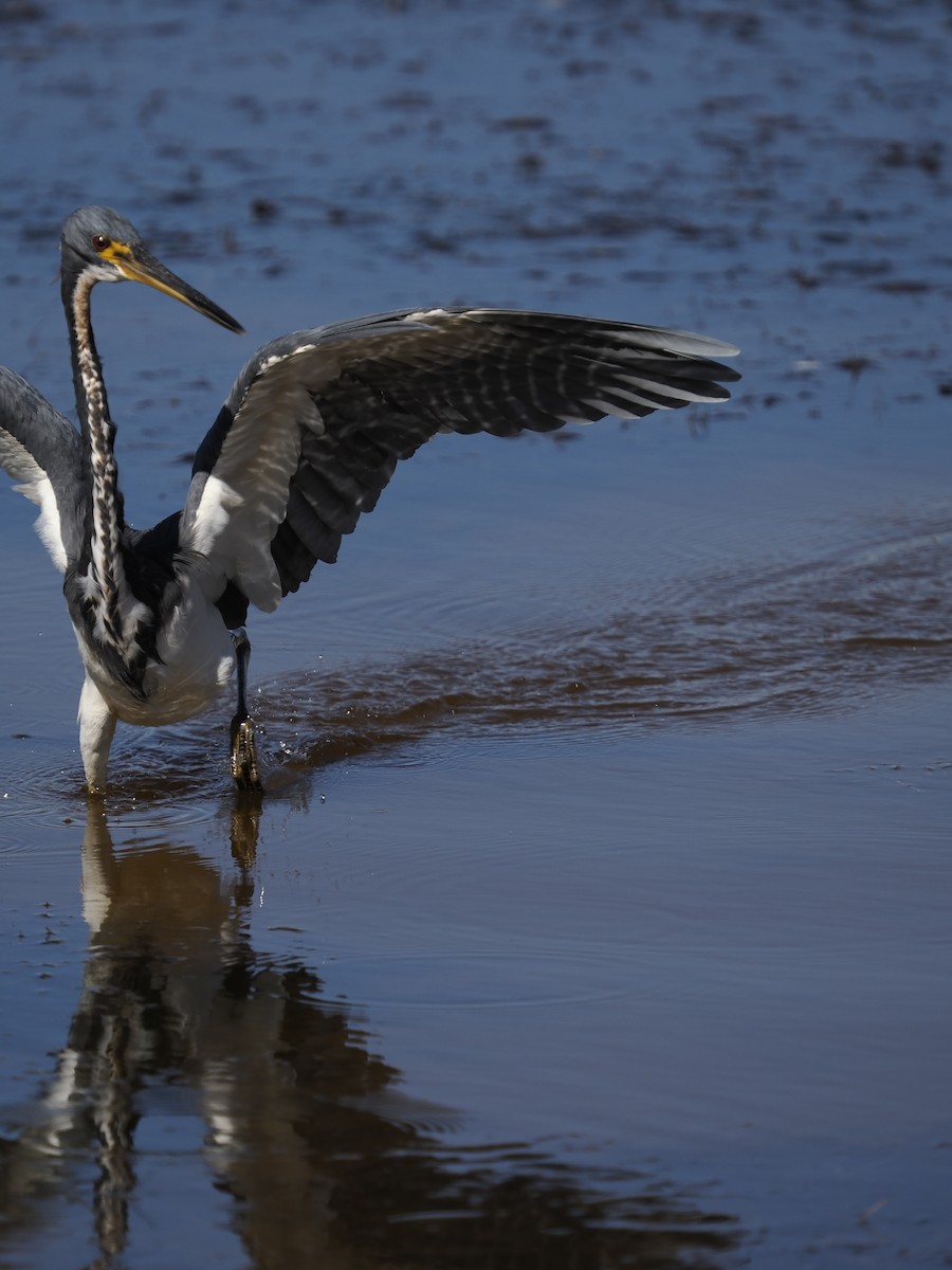 Трёхцветная цапля - ML646762277