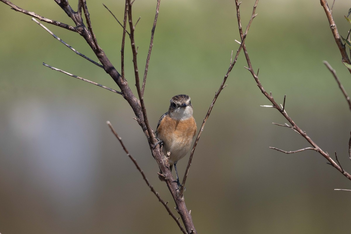 Amur Stonechat - ML646762278