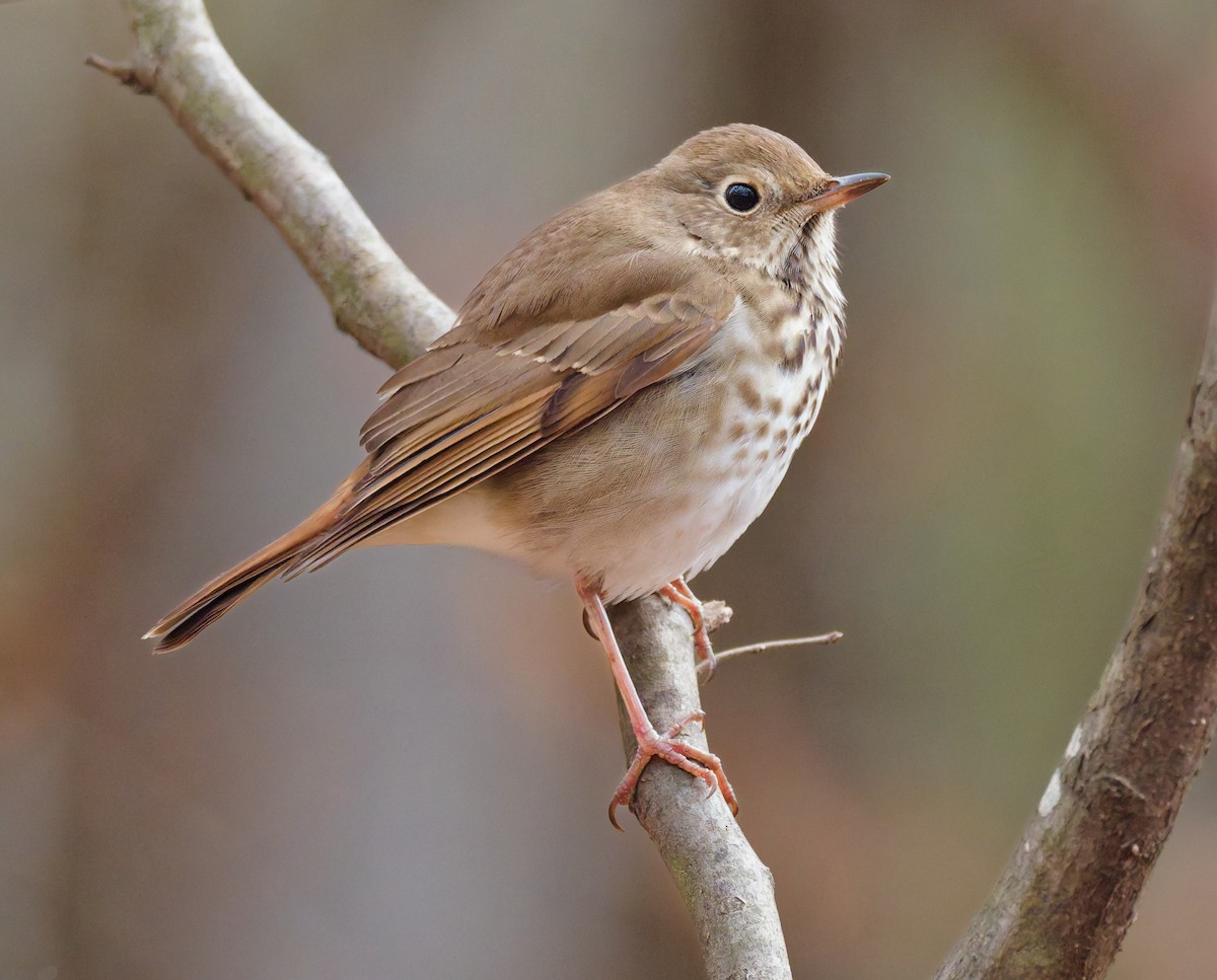 Grive solitaire - ML646762280