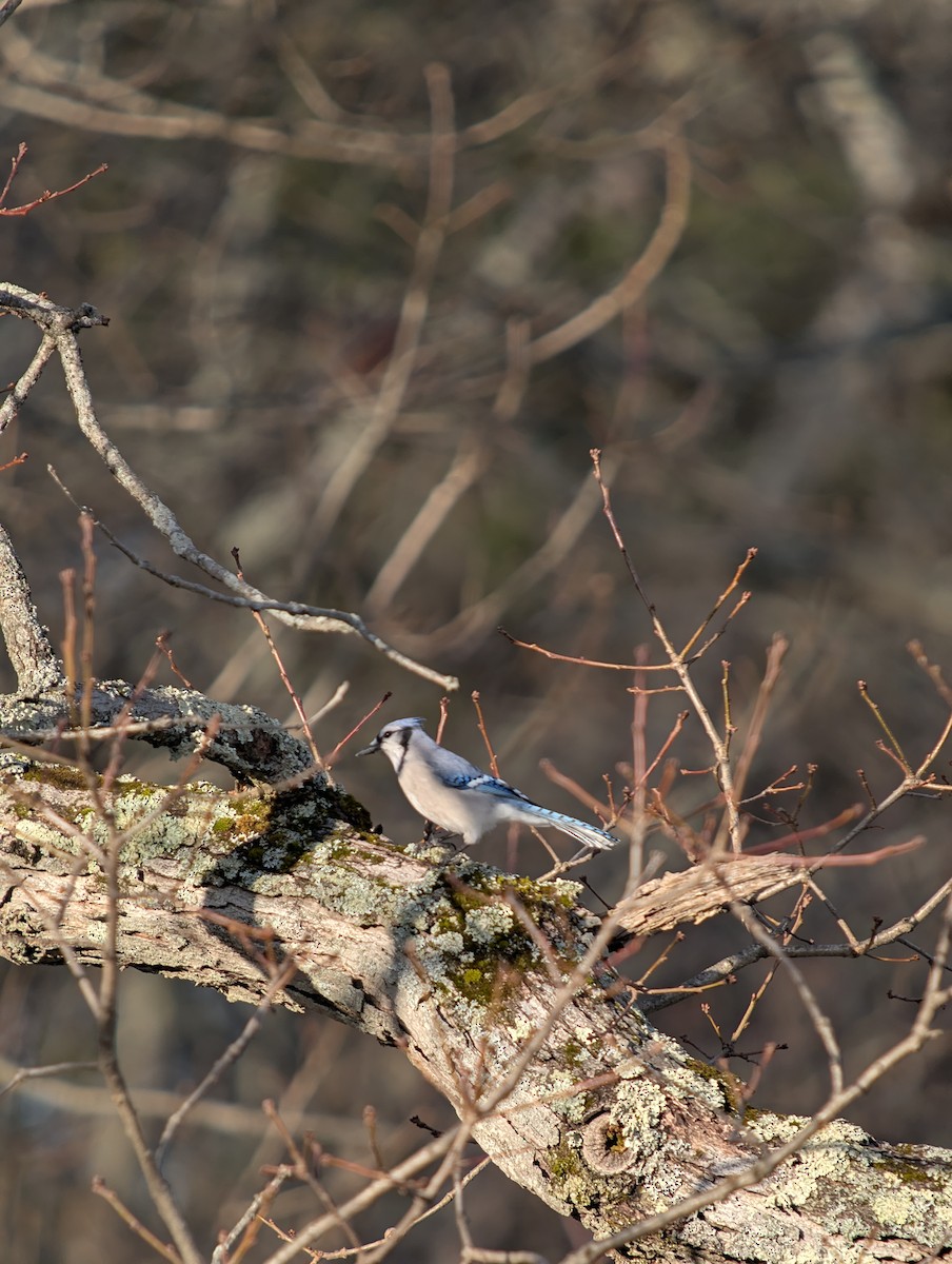 Blue Jay - ML646762281