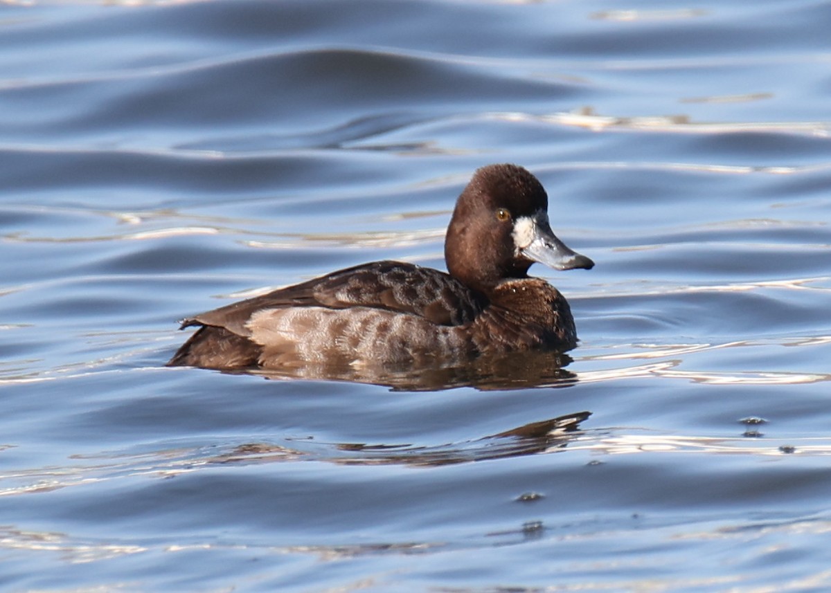 Fuligule milouinan - ML646762284