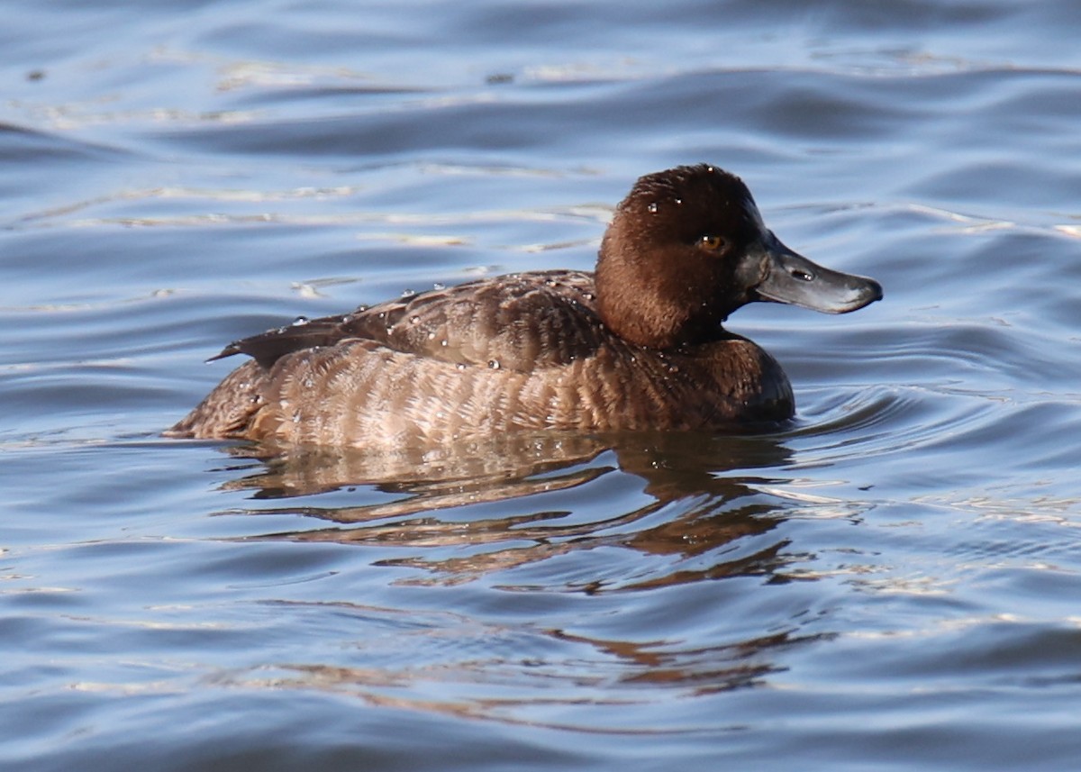 Fuligule milouinan - ML646762285