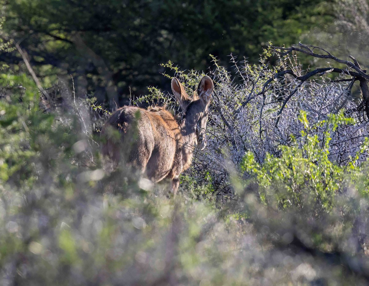 Céphalophe de Grimm - ML646762287