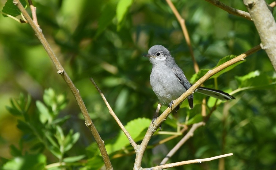Masked Gnatcatcher - ML646762288