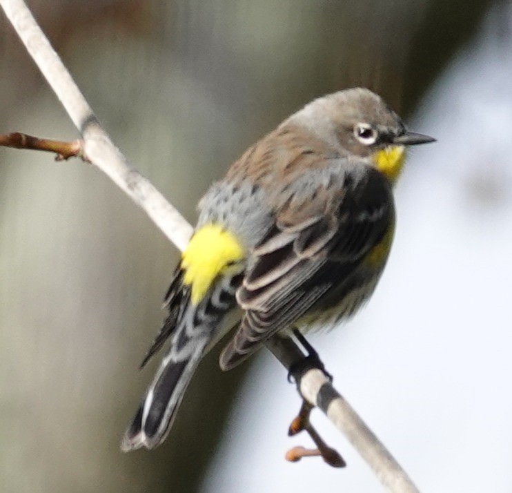 Yellow-rumped Warbler - ML646762289