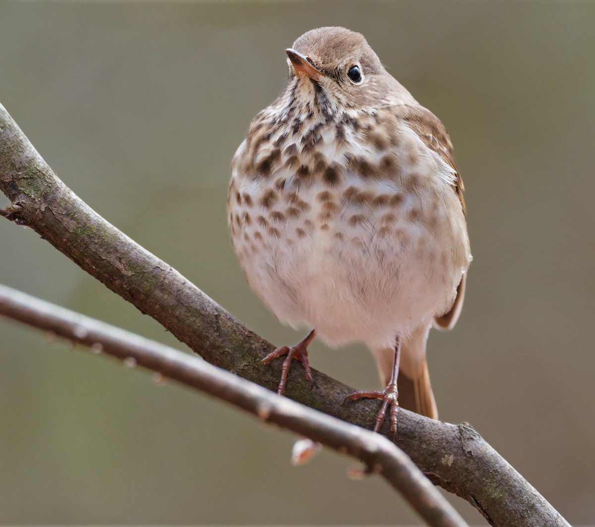 Grive solitaire - ML646762292