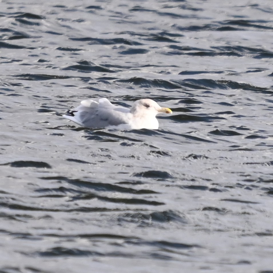 Gaviota Argéntea Americana - ML646762294