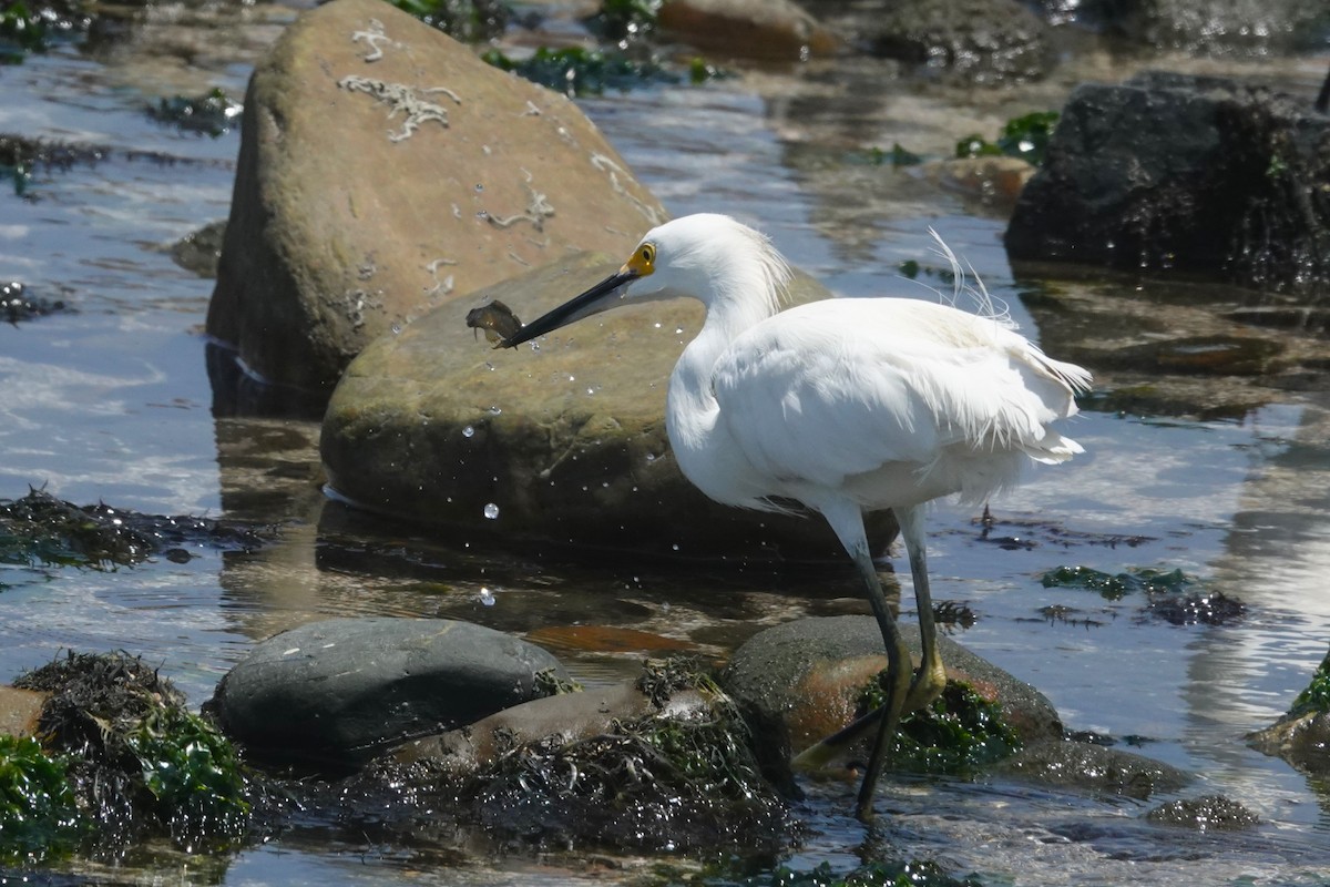 Garceta Nívea - ML646762298