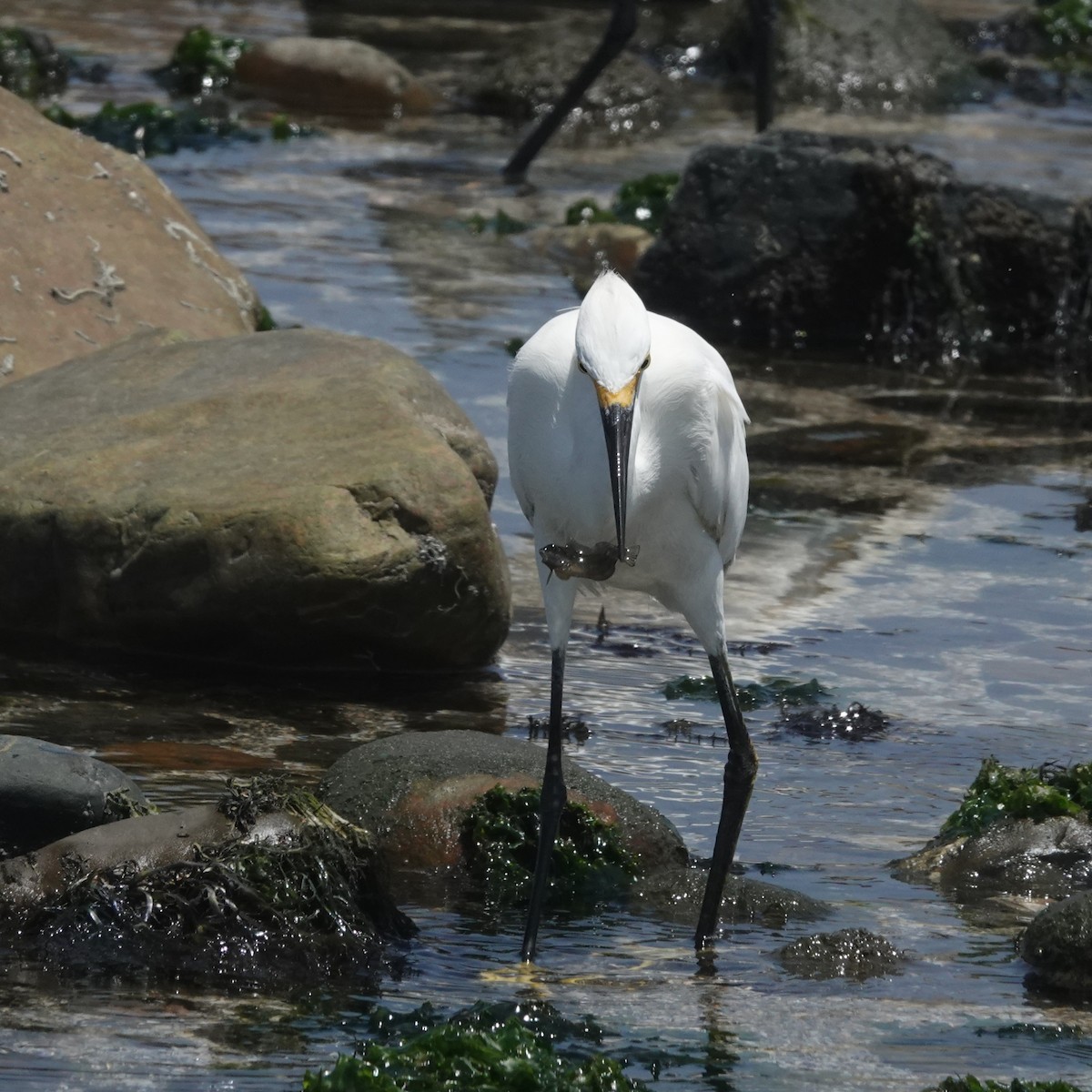 Garceta Nívea - ML646762299