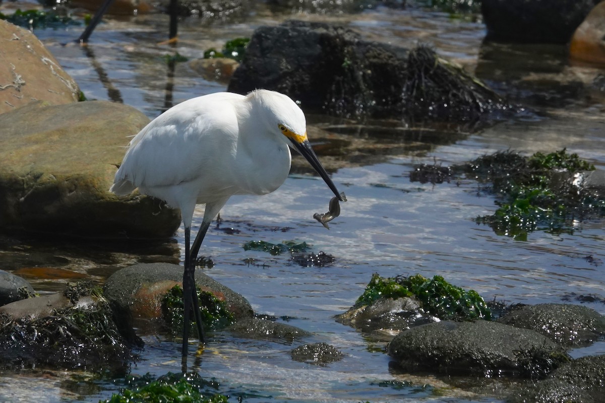 Garceta Nívea - ML646762300