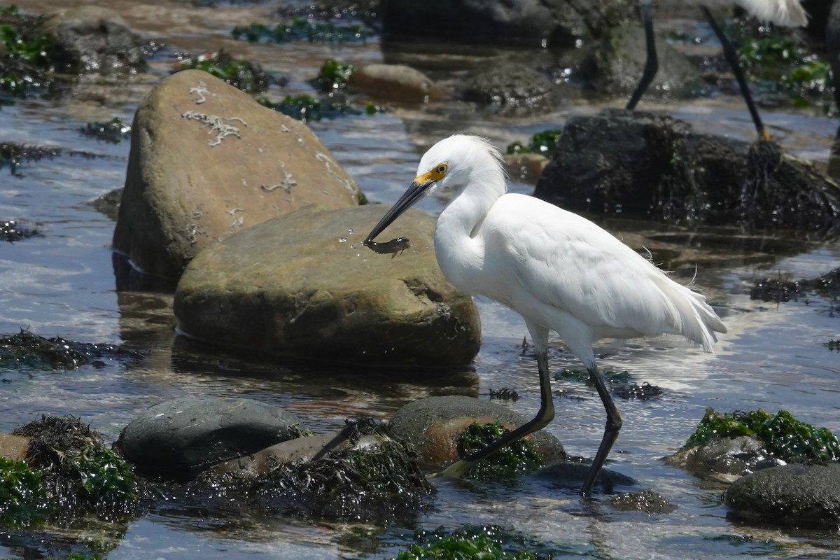 Garceta Nívea - ML646762301