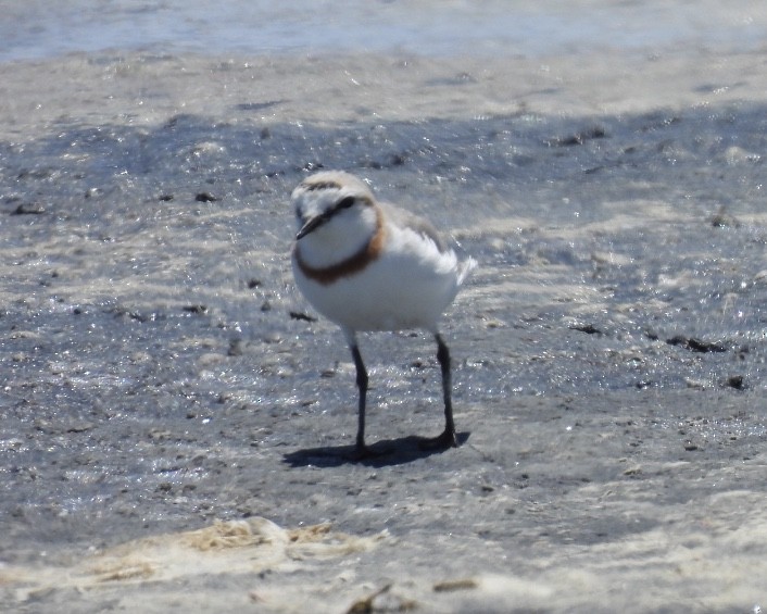 Chestnut-banded Plover - ML646762305
