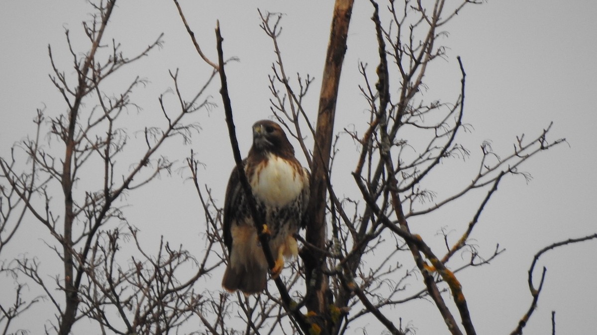 アカオノスリ - ML646762307