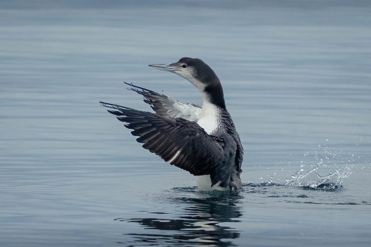 Common Loon - ML646762320