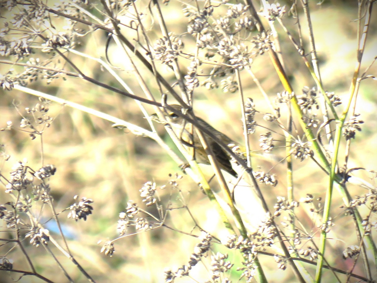 Palm Warbler - ML646762323