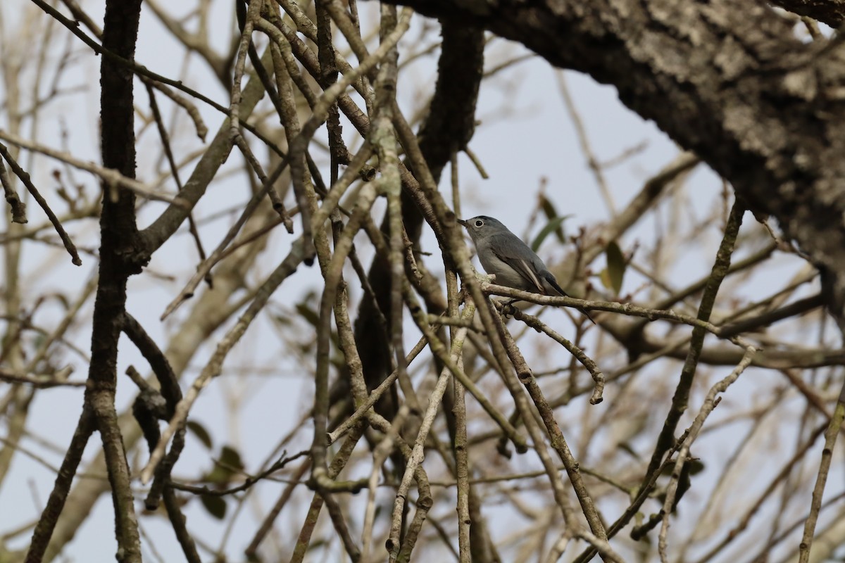 Комароловка сиза - ML646762324