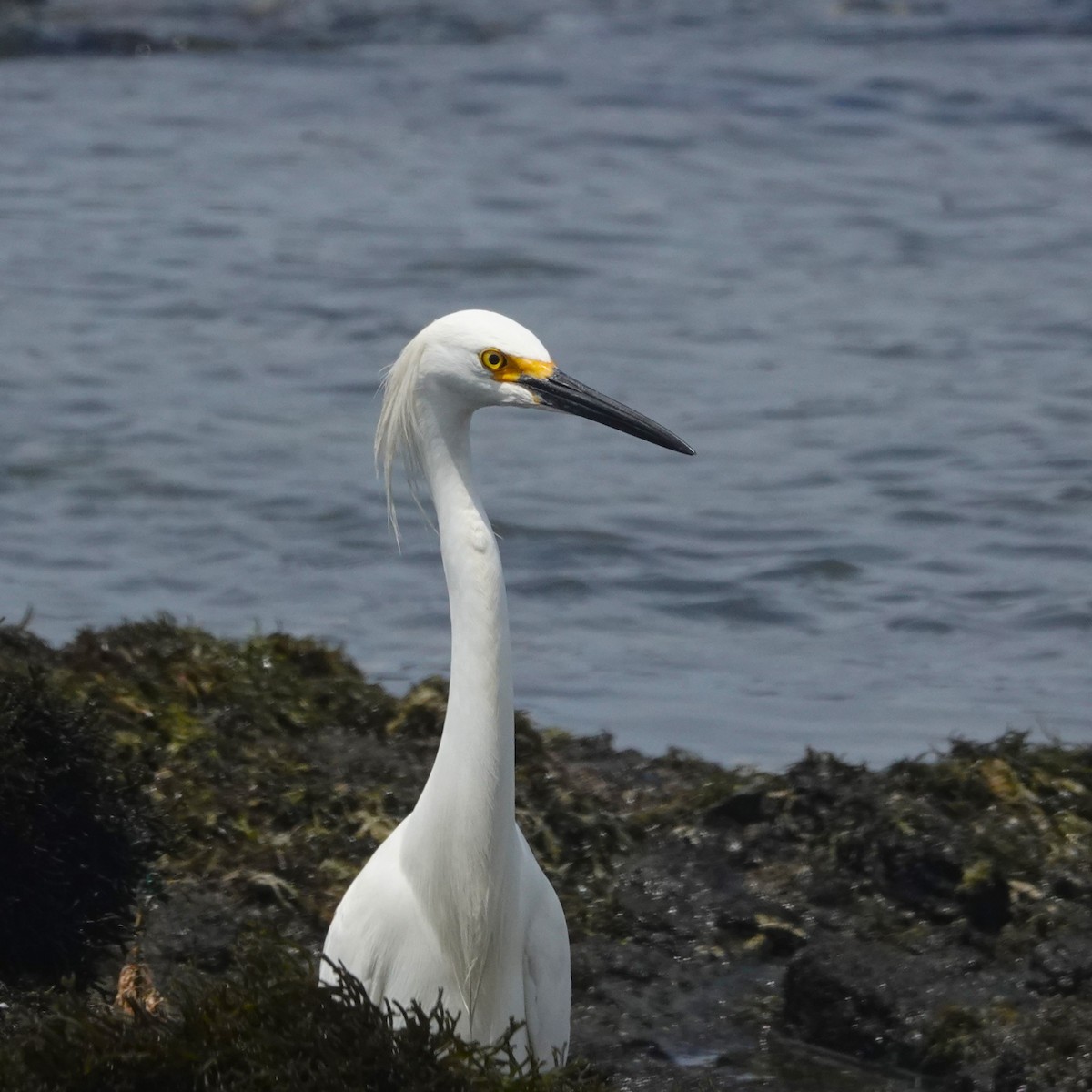 Garceta Nívea - ML646762326