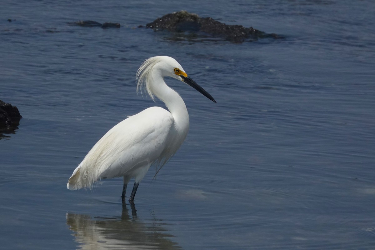 Garceta Nívea - ML646762327