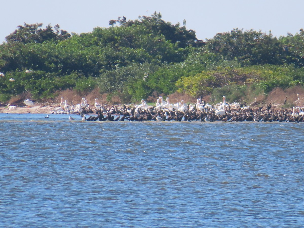 Amerika Pelikanı - ML646762329