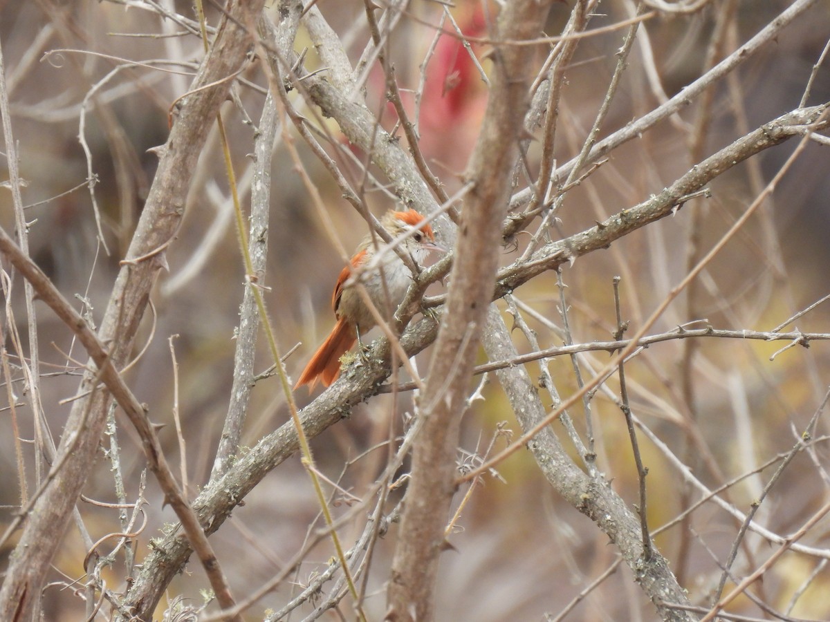 Line-cheeked Spinetail - ML646762330