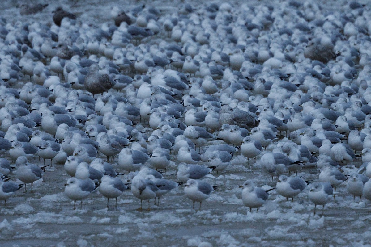 Ring-billed Gull - ML646762331