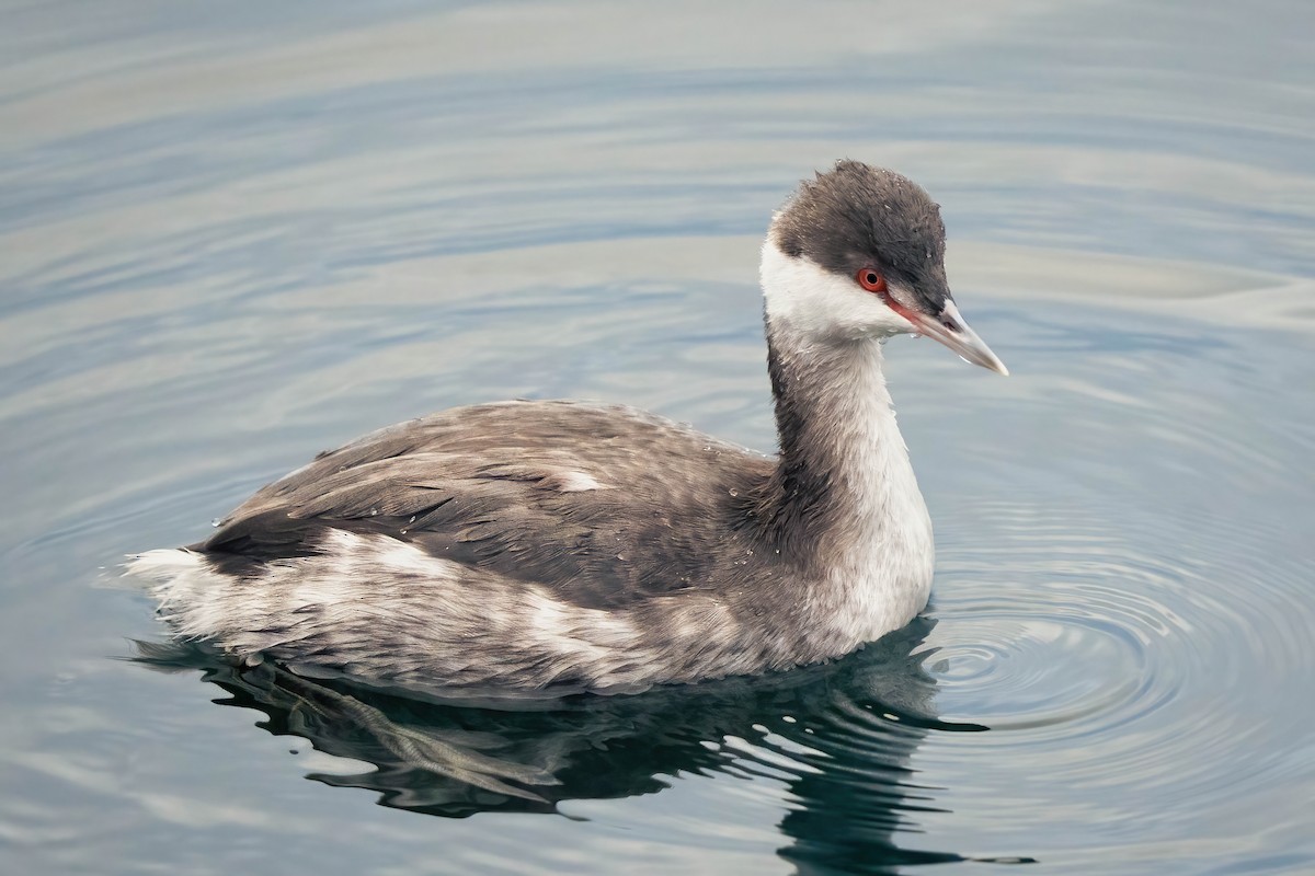 角鸊鷉 - ML646762332