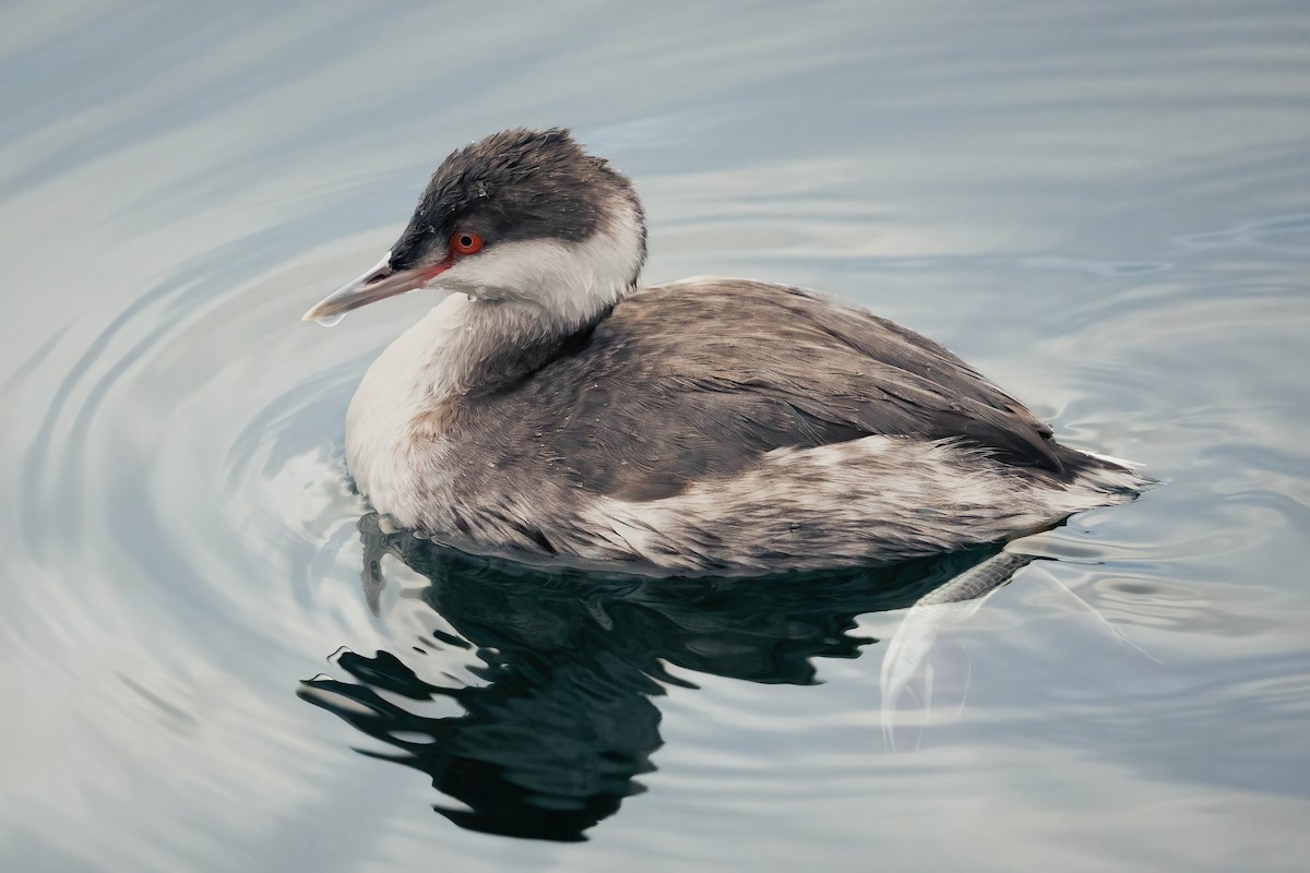 角鸊鷉 - ML646762333