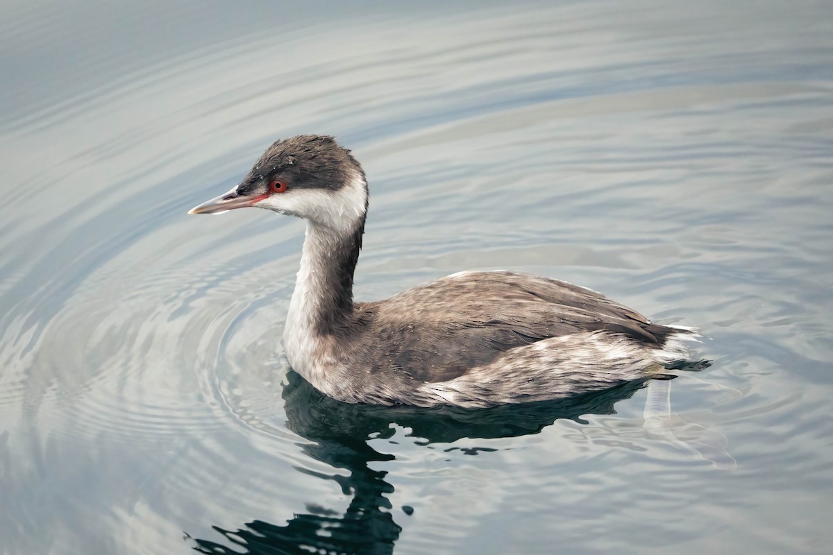 角鸊鷉 - ML646762334