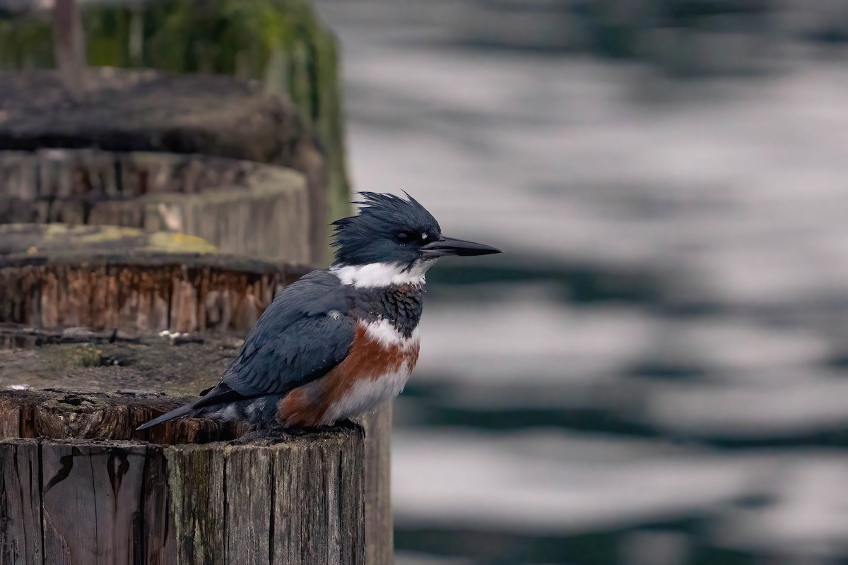 Belted Kingfisher - ML646762338