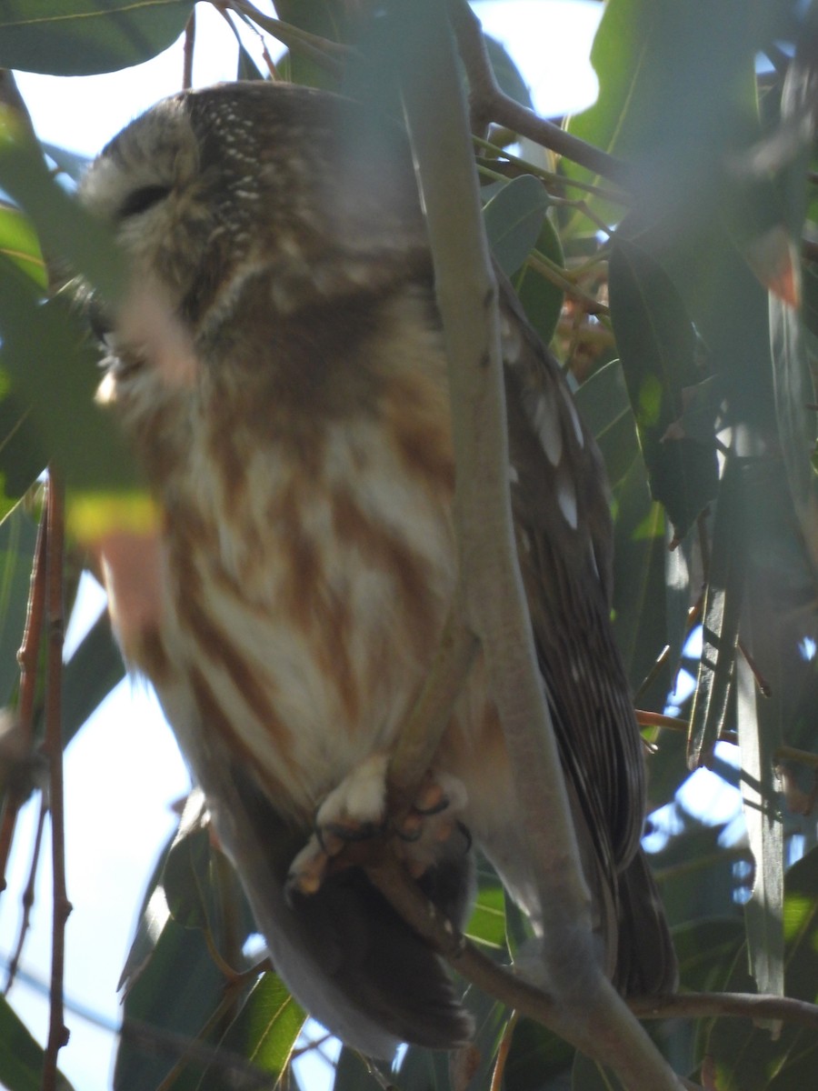 Сич північний - ML646762340